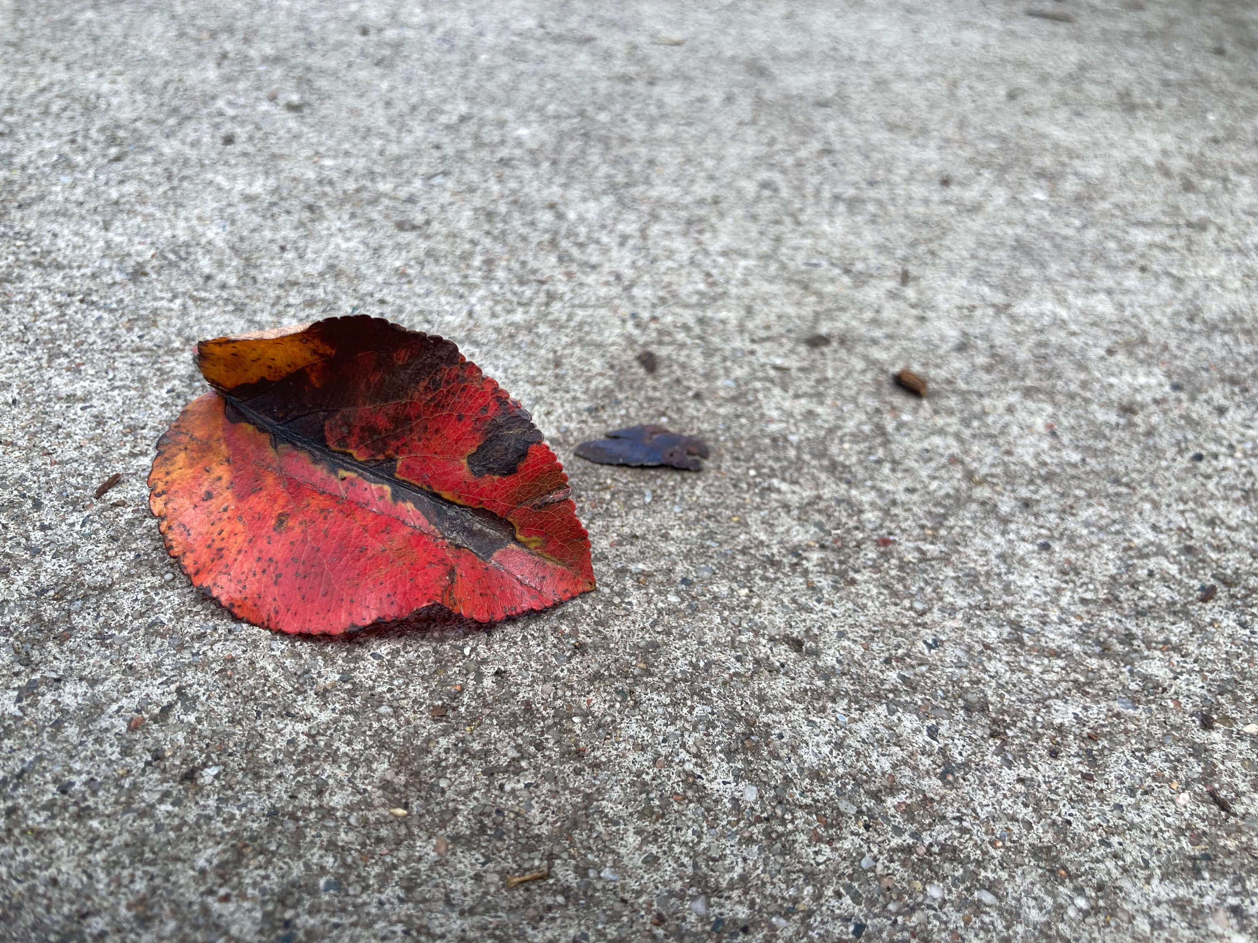 beautiful leaf