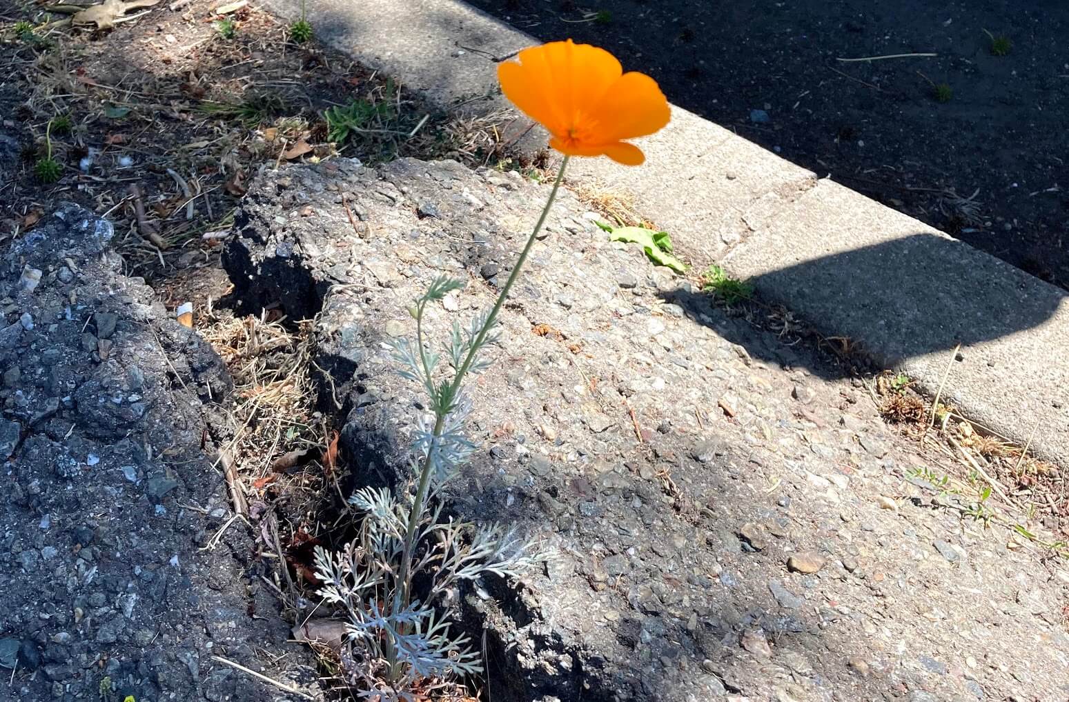 flower in sidewalk